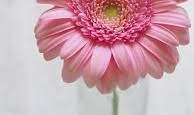 দলসংখ্যা বেড়েছে, বদলে যাচ্ছে আইপিএলের ফরম্যাটও।