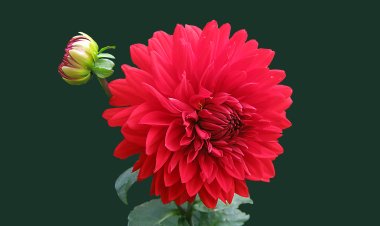 দলসংখ্যা বেড়েছে, বদলে যাচ্ছে আইপিএলের ফরম্যাটও।